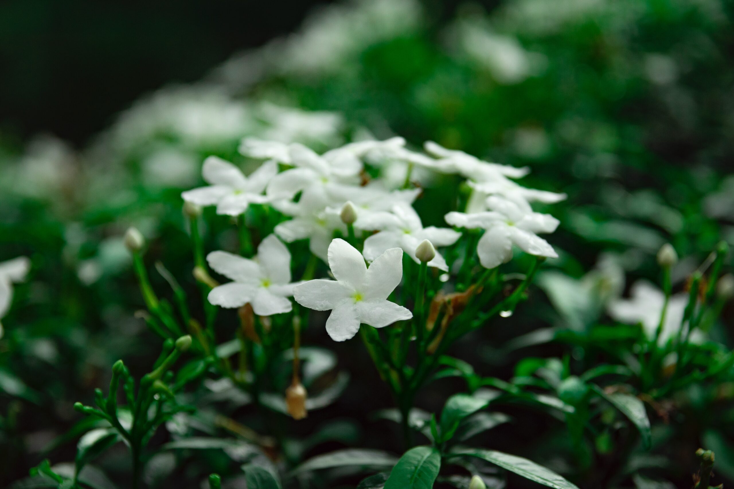 white flowers with green leaves